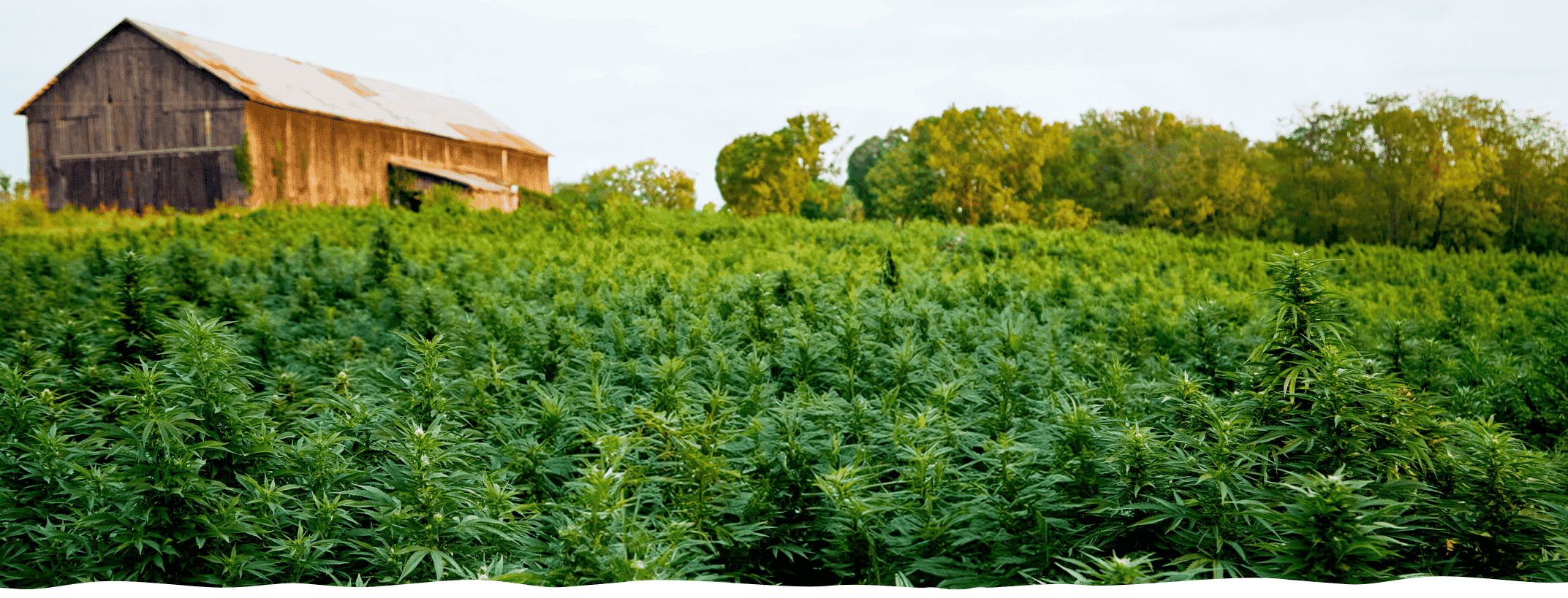 A barn in the distance of Cornbread Hemp's organic Kentucky hemp farm 