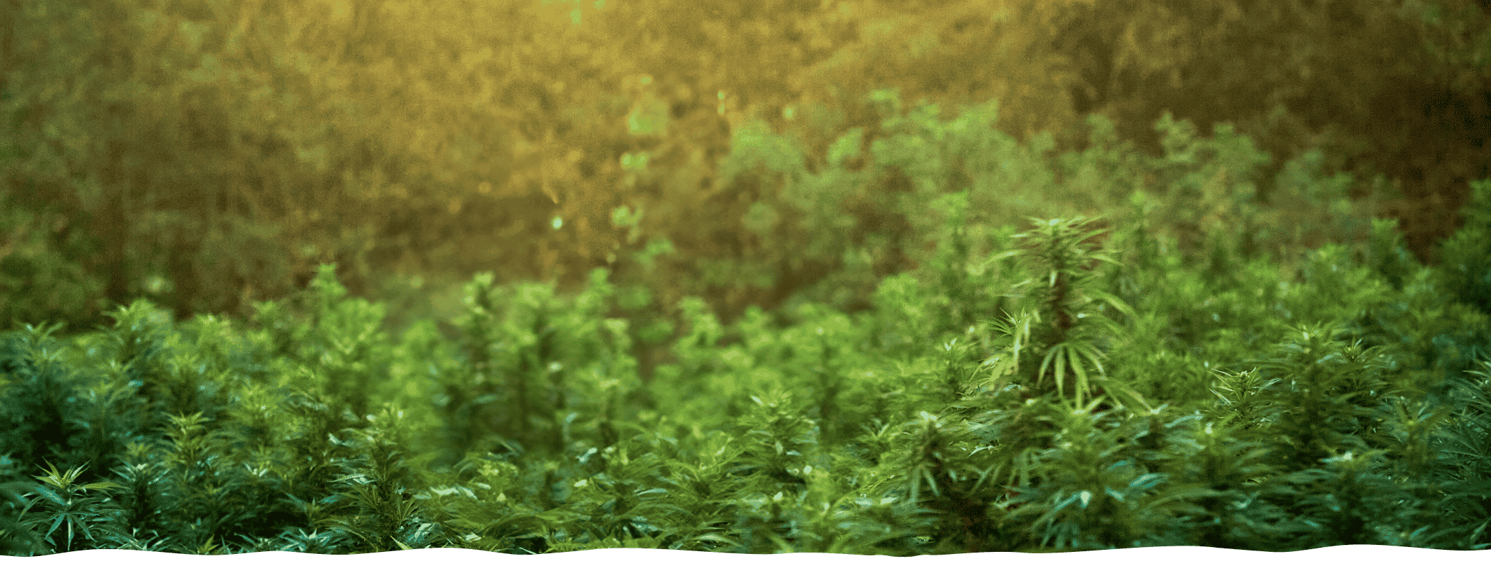 Can You Be Allergic to THC? What You Need to Know