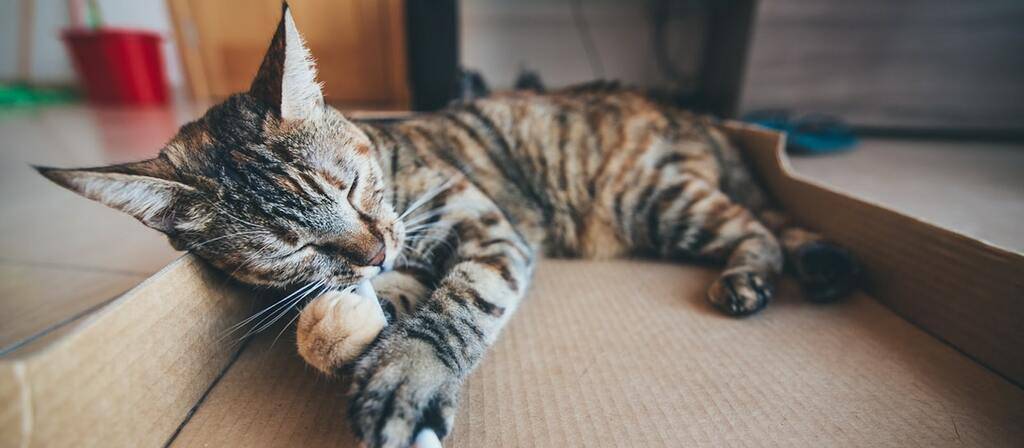 cbd for cats
