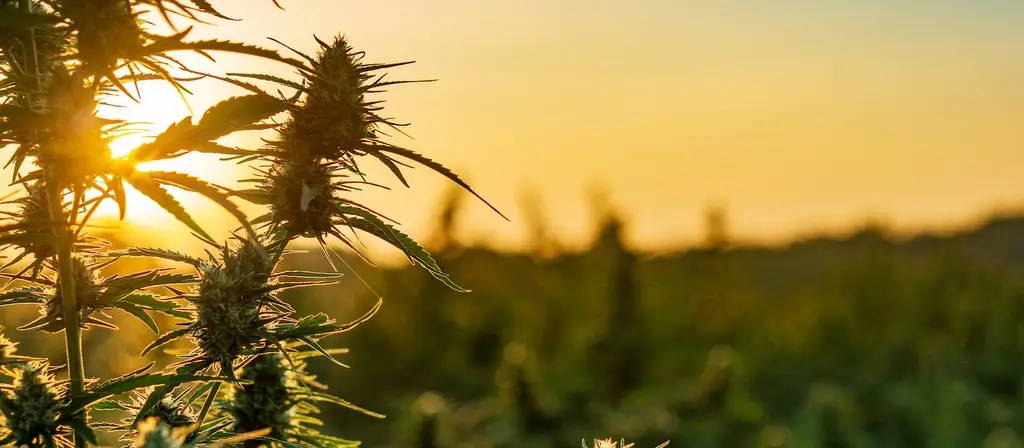 cbd flower