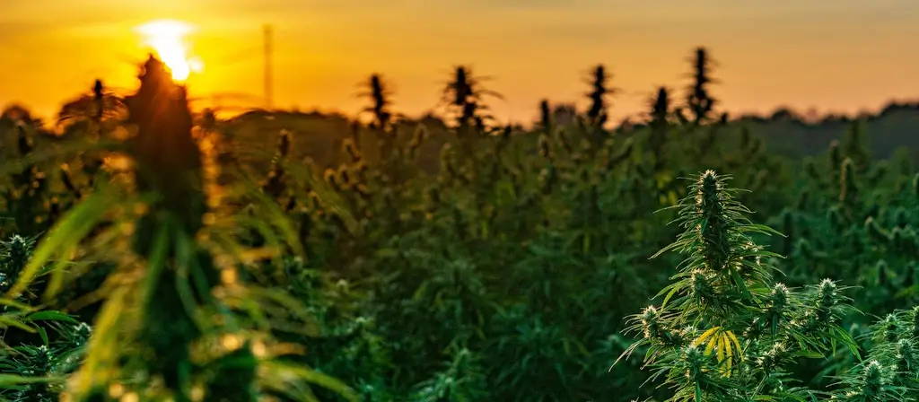 guide to cannabinoids