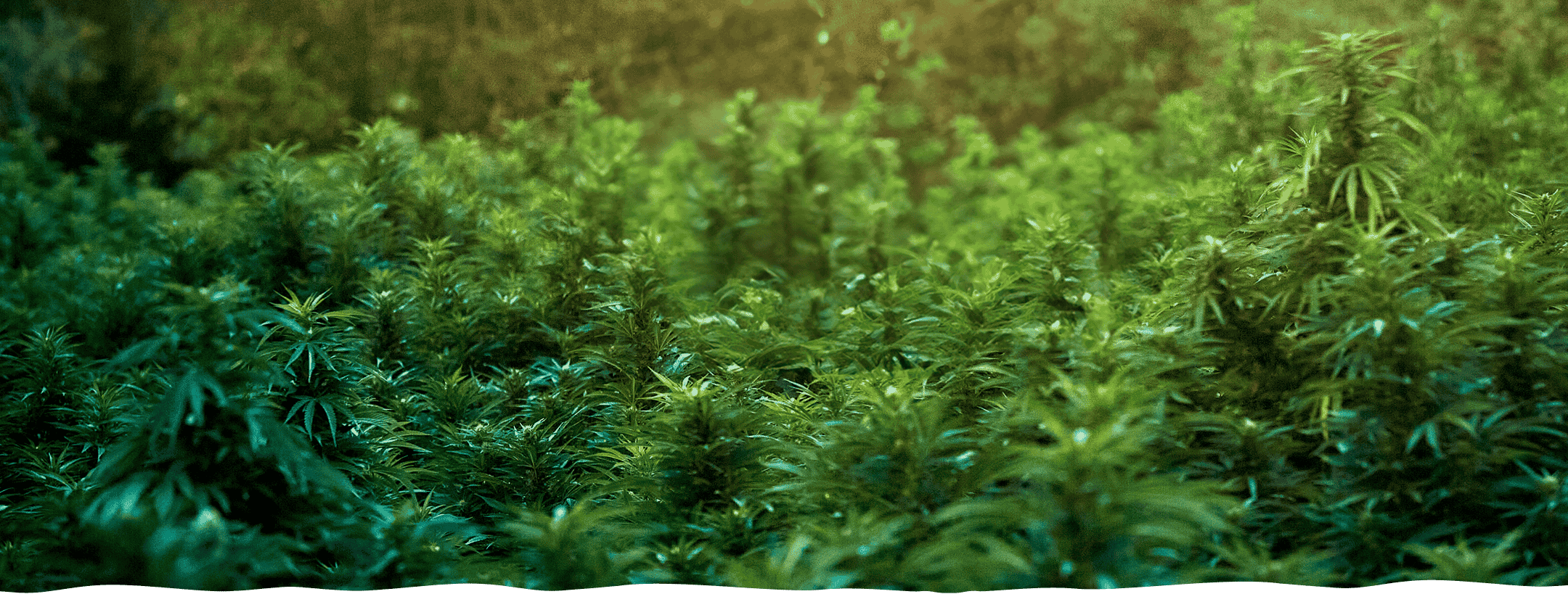 Is THC Addictive? Risks and Effects of THC Use