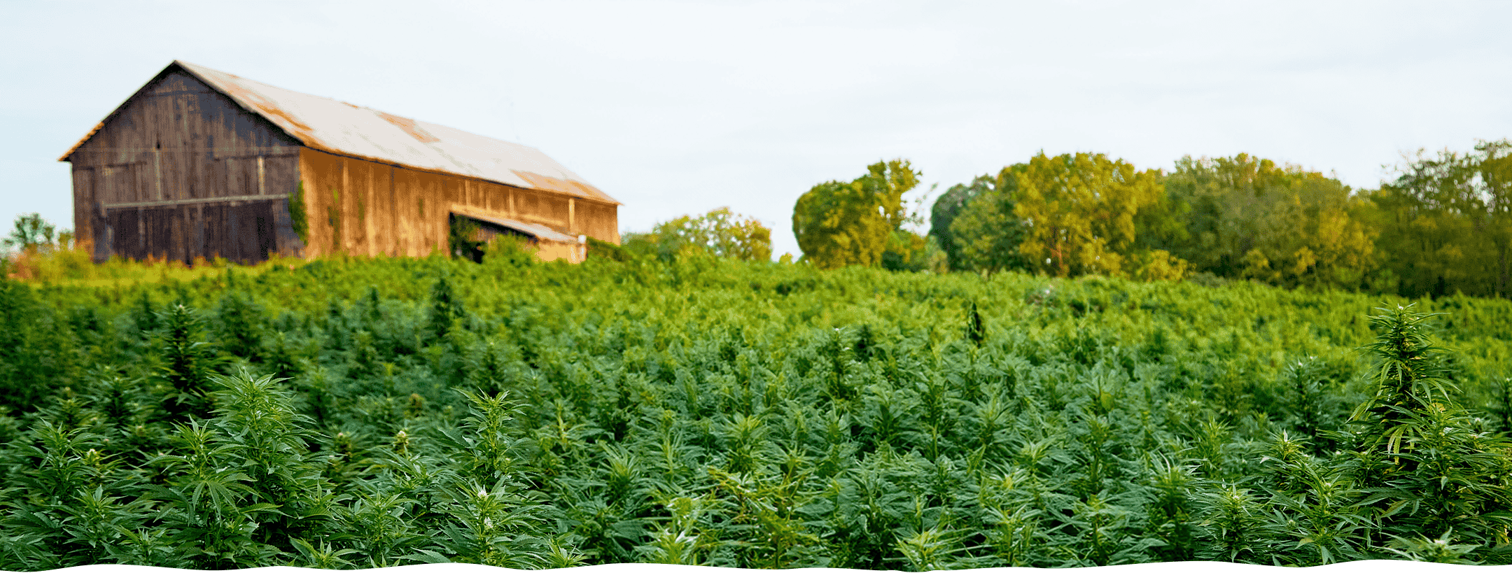 Hemp vs Marijuana Difference Guide for Beginners