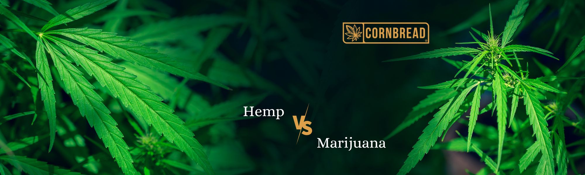 hemp vs marijuana