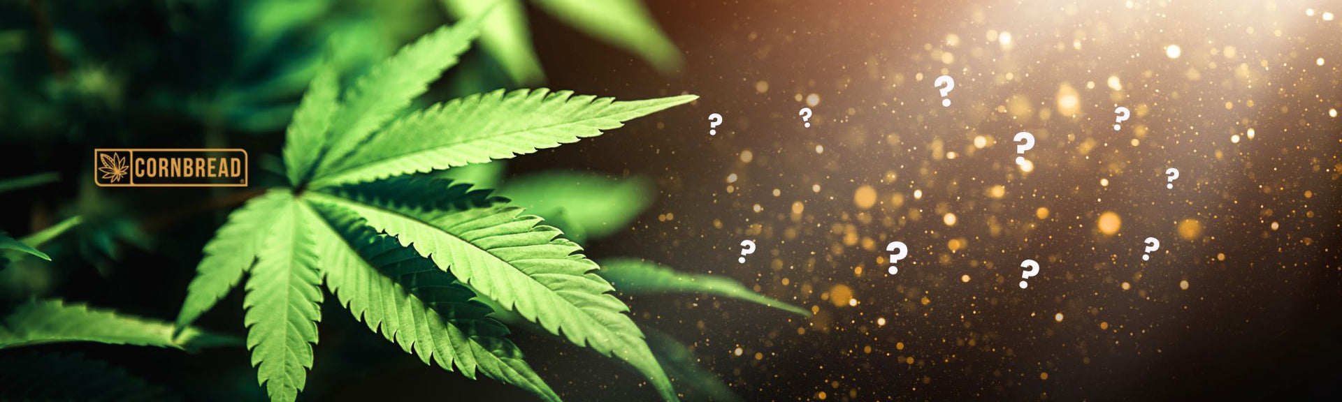 How Long Does THC Stay In Your System? Cornbread Hemp®