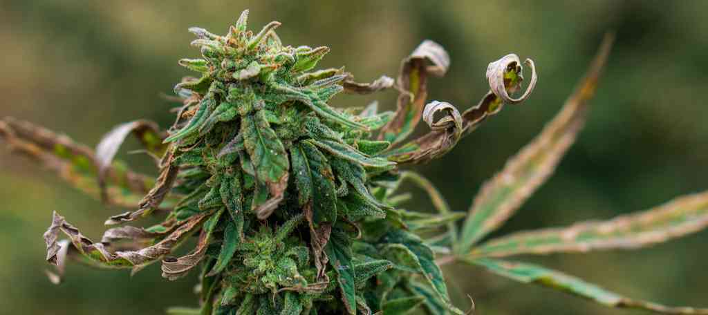 is cbd legal in iowa