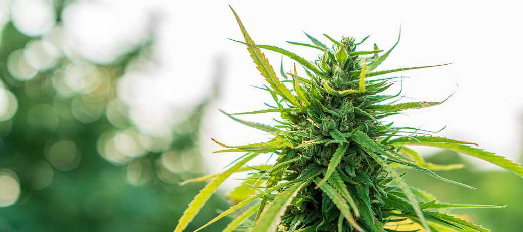 is cbd legal in louisianna