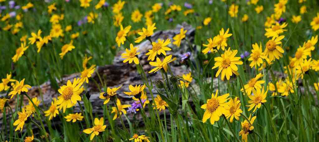 What is Arnica