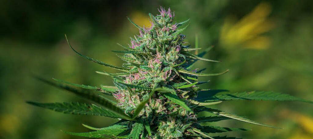 what is the best cbd extraction method