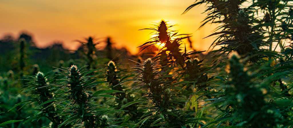 cbd isolate vs full spectrum cbd