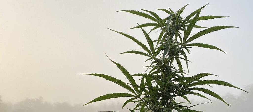 is cbd legal in north carolina