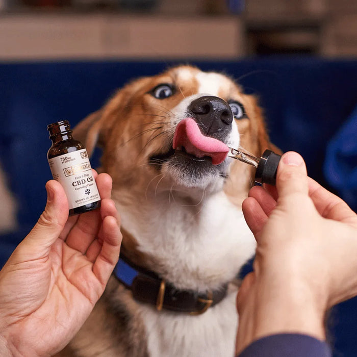 Full Spectrum CBD Oil for Pets