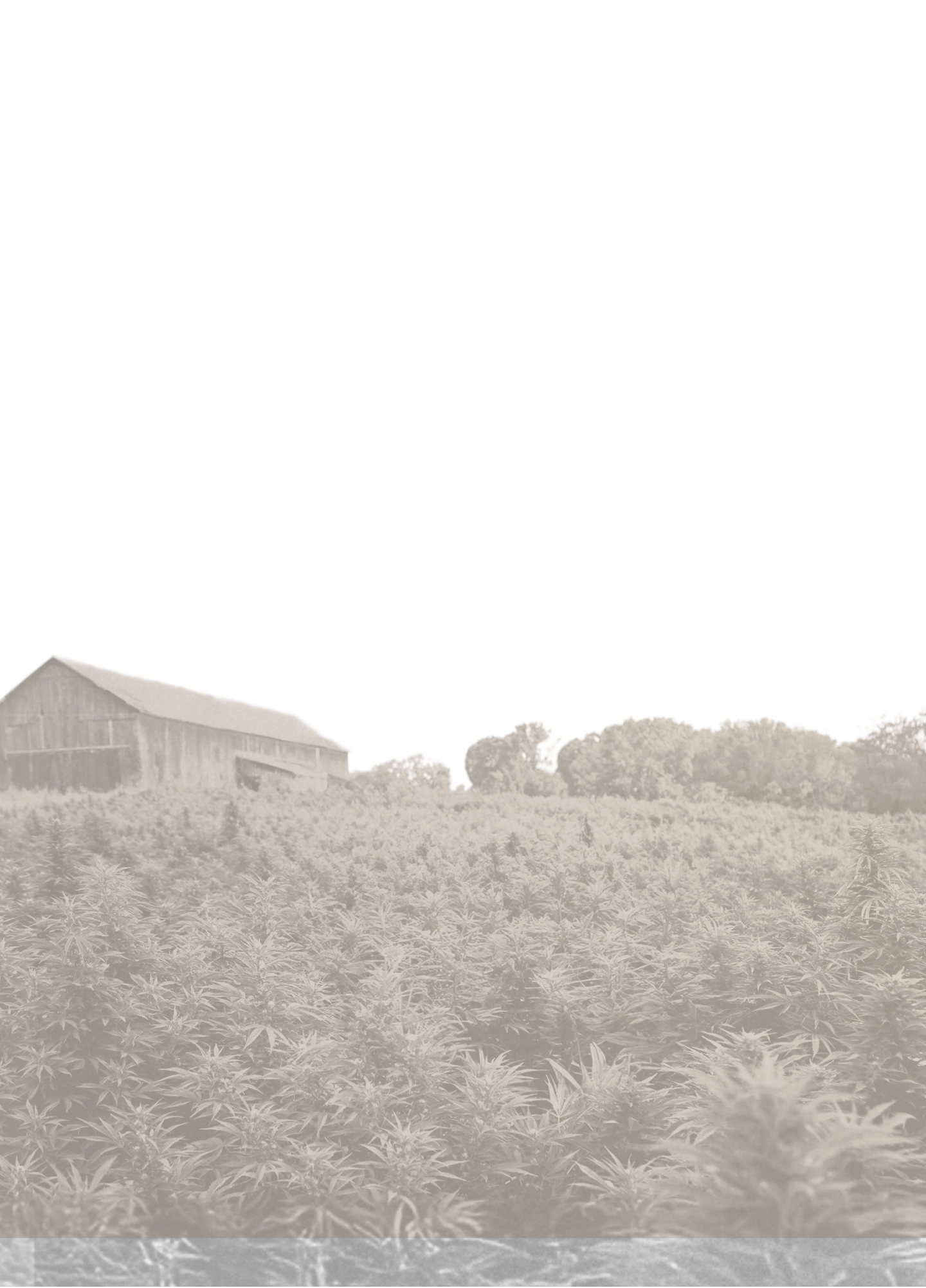 Field with a barn and trees in the background