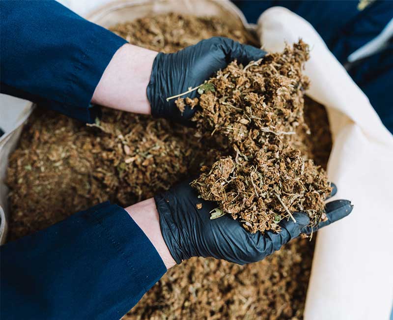 CBD vs CBG, Ask An Expert – Cornbread Hemp®