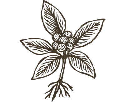 KSM-66© Ashwagandha