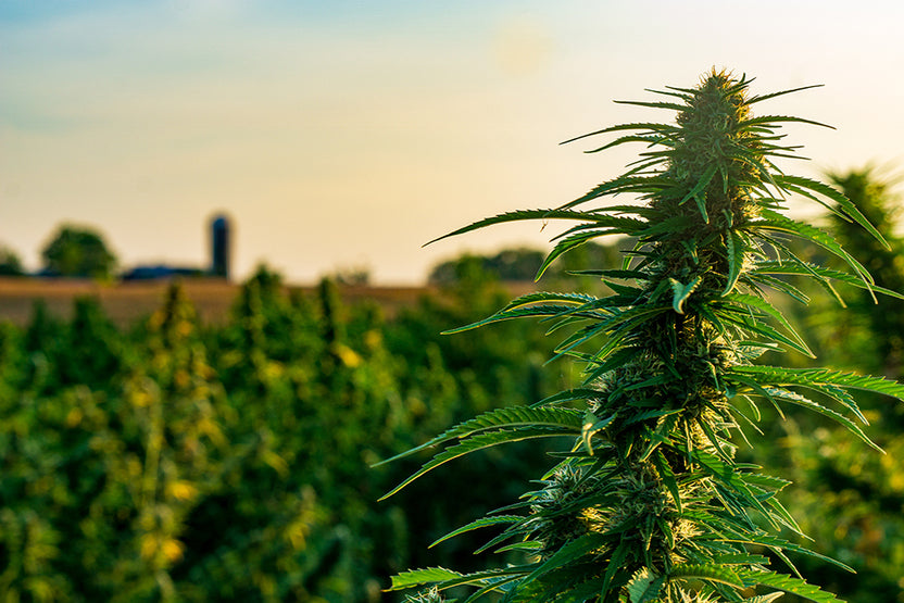 Kentucky's 1 Rated CBD Company Cornbread Hemp®