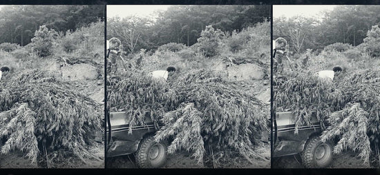 The Cornbread Mafia – Cornbread Hemp®