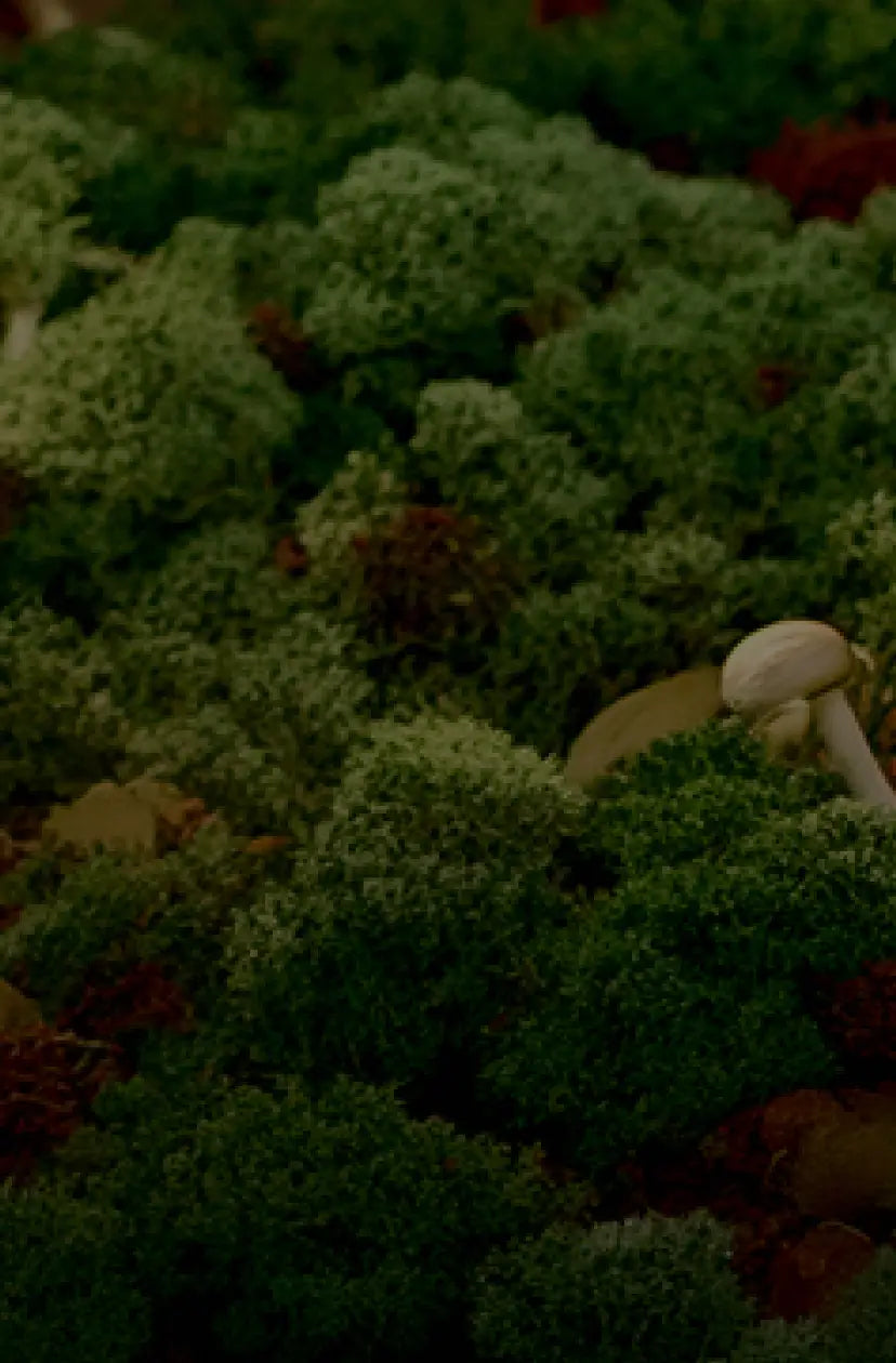 Focus Mushrooms