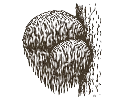 Lion's Mane Mushroom