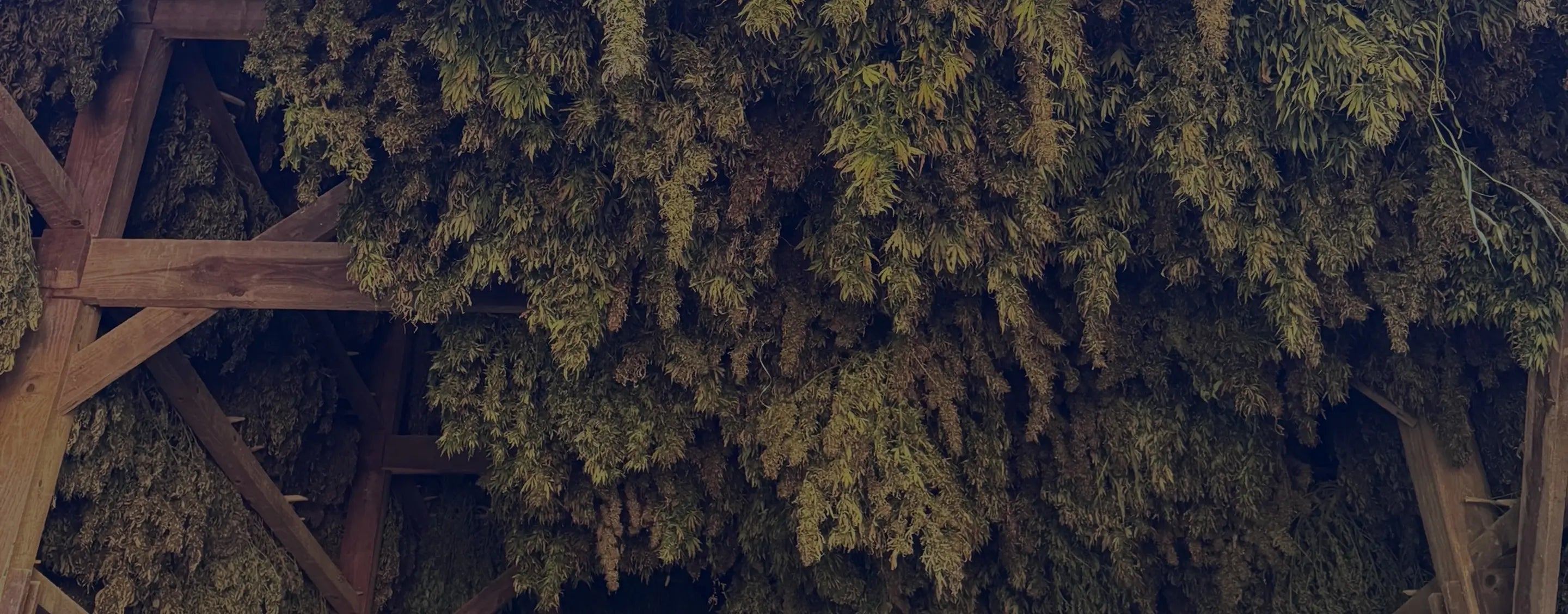 Hemp hanging to dry in a Kentucky barn